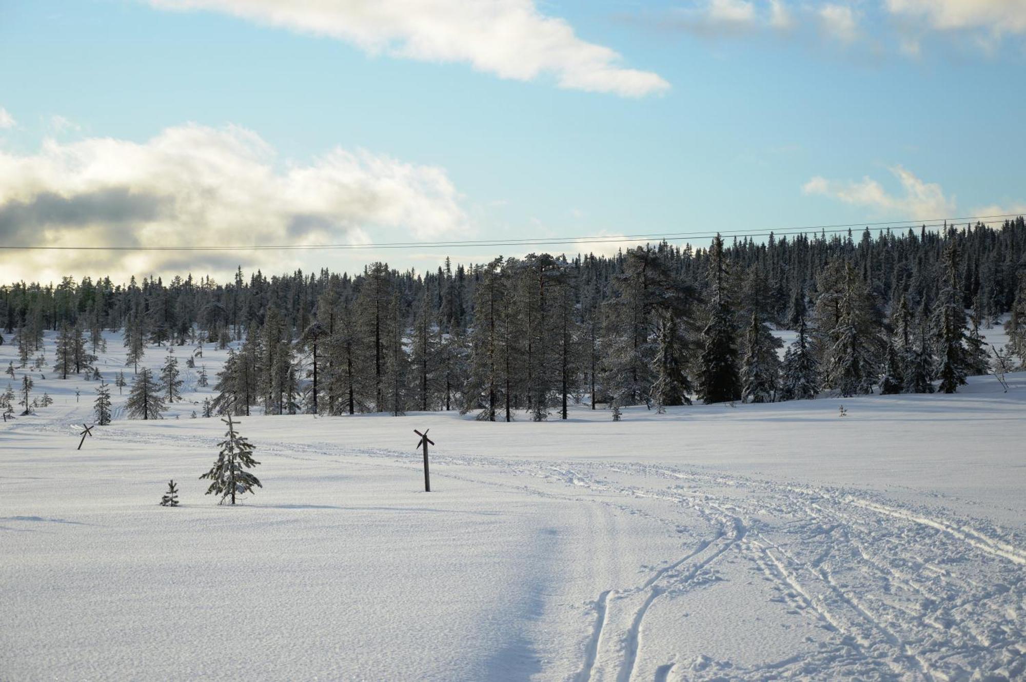 12 - Fulufjellets Nasjonalparker - Natur-, Dyre- Og Fugleopplevelser Ljørdal Exteriör bild