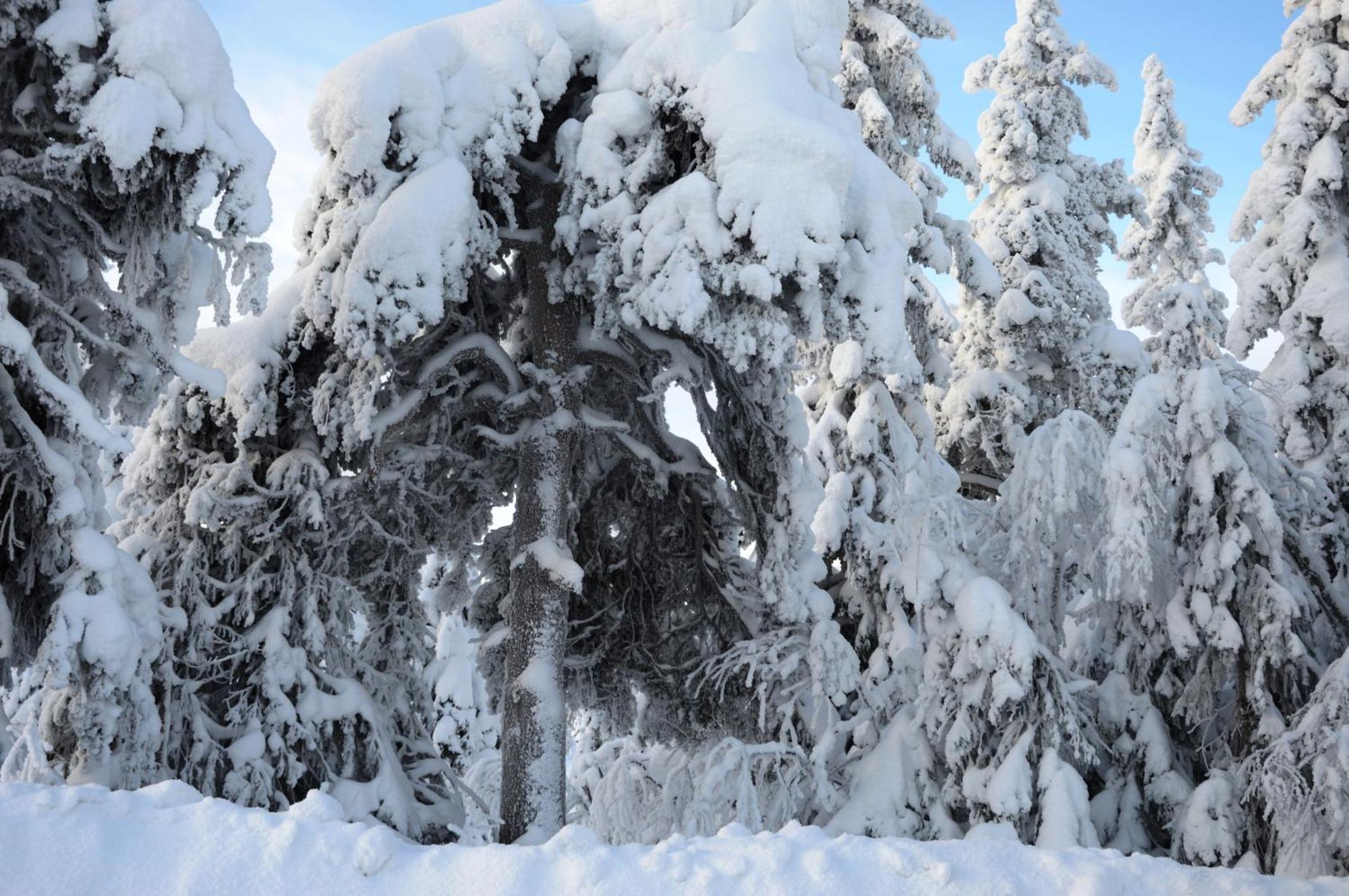 12 - Fulufjellets Nasjonalparker - Natur-, Dyre- Og Fugleopplevelser Ljørdal Exteriör bild