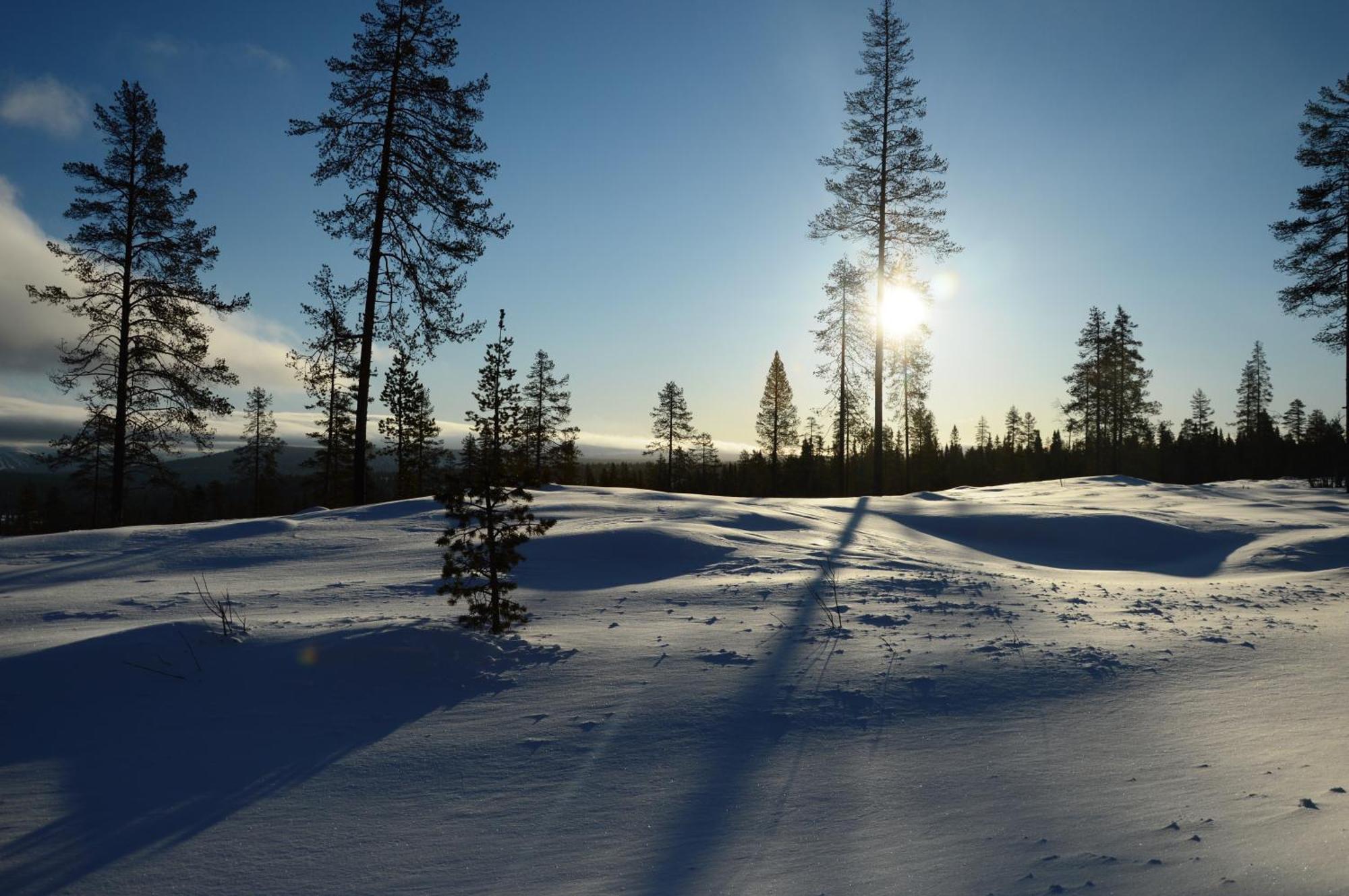 12 - Fulufjellets Nasjonalparker - Natur-, Dyre- Og Fugleopplevelser Ljørdal Exteriör bild