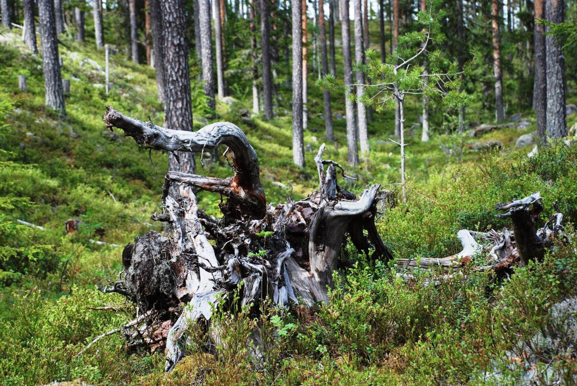 12 - Fulufjellets Nasjonalparker - Natur-, Dyre- Og Fugleopplevelser Ljørdal Exteriör bild