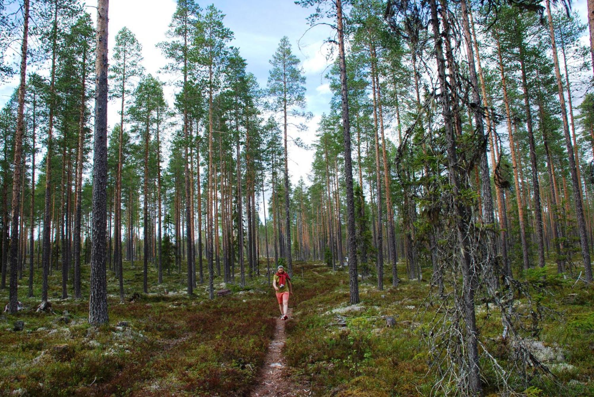12 - Fulufjellets Nasjonalparker - Natur-, Dyre- Og Fugleopplevelser Ljørdal Exteriör bild