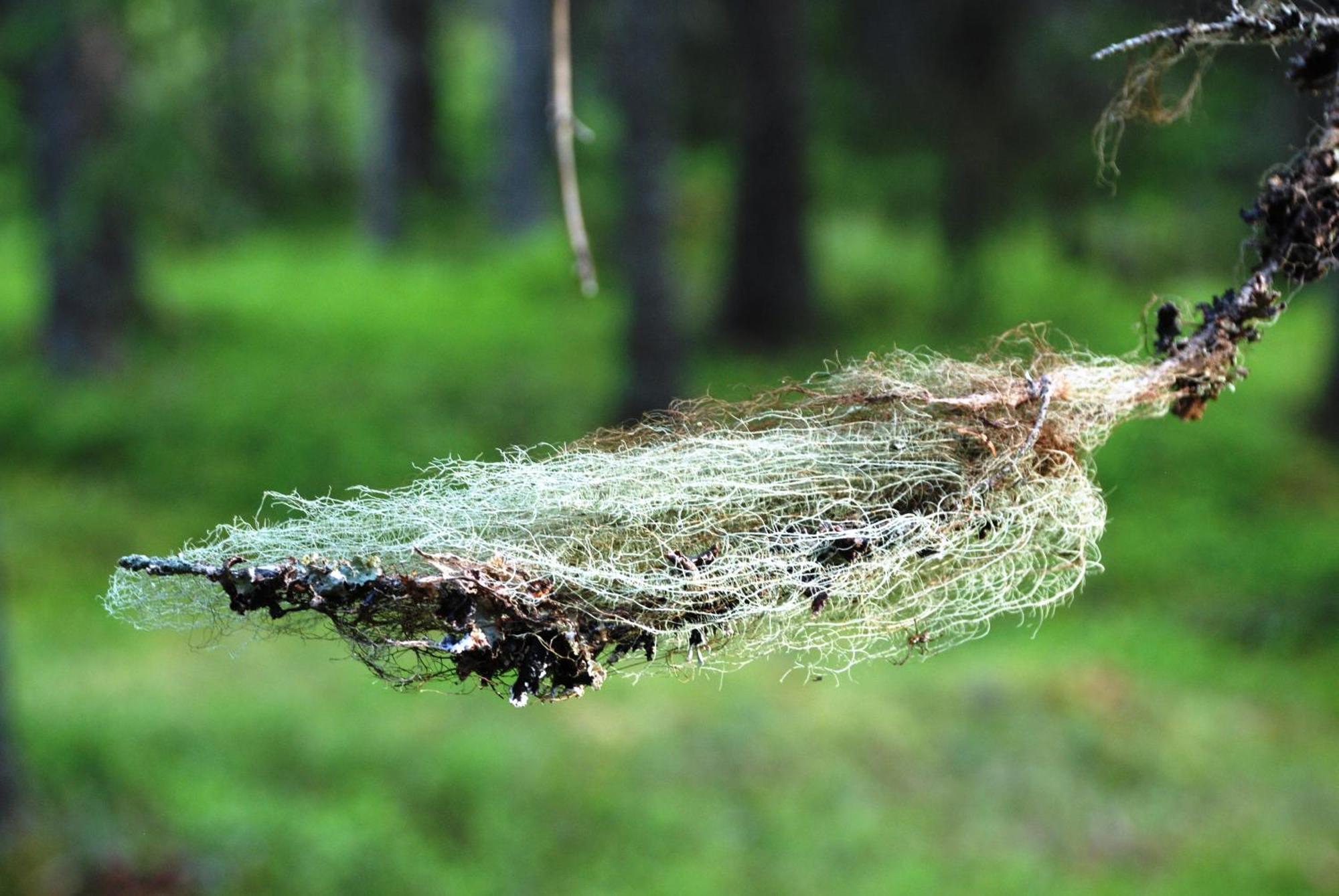 12 - Fulufjellets Nasjonalparker - Natur-, Dyre- Og Fugleopplevelser Ljørdal Exteriör bild
