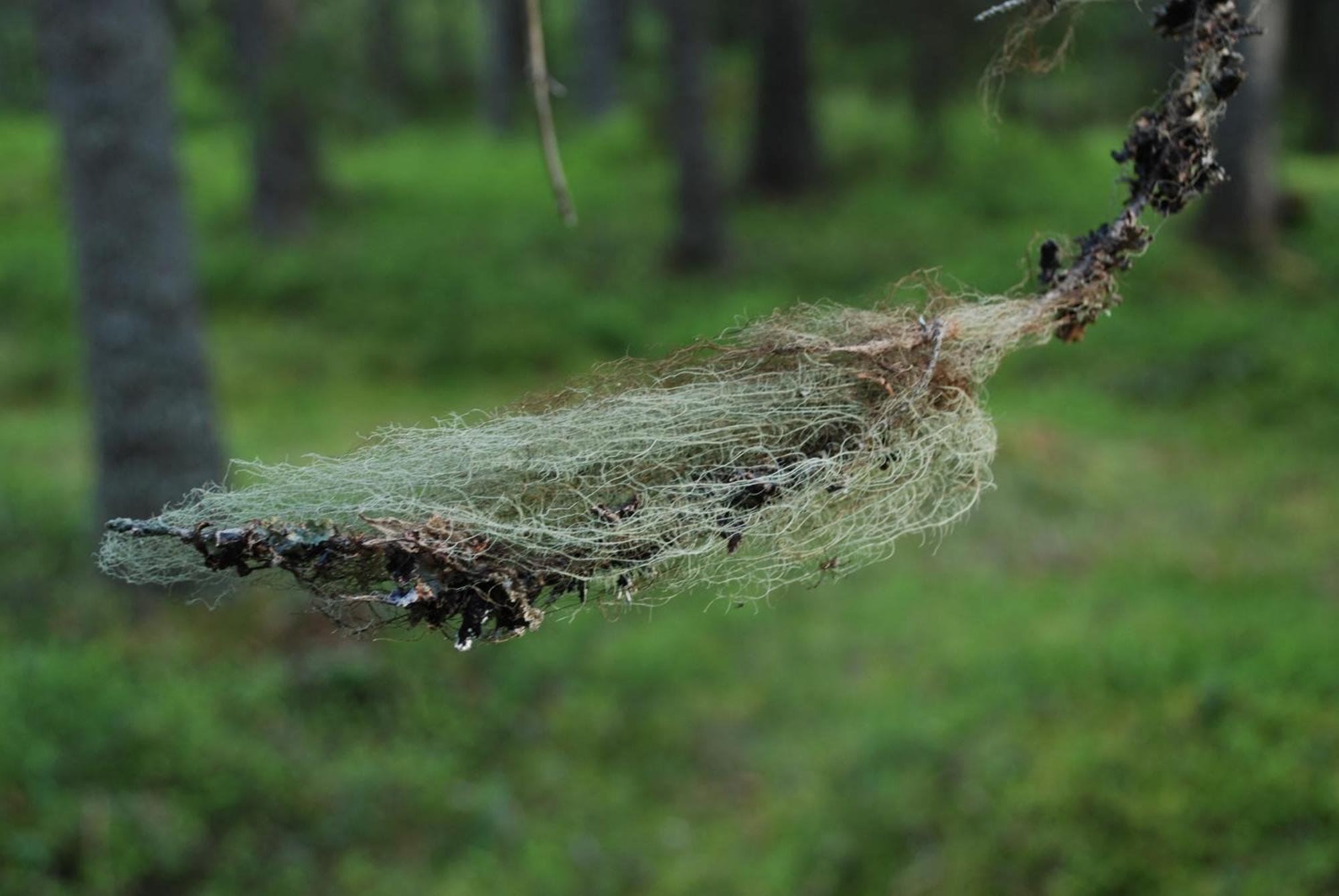 12 - Fulufjellets Nasjonalparker - Natur-, Dyre- Og Fugleopplevelser Ljørdal Exteriör bild