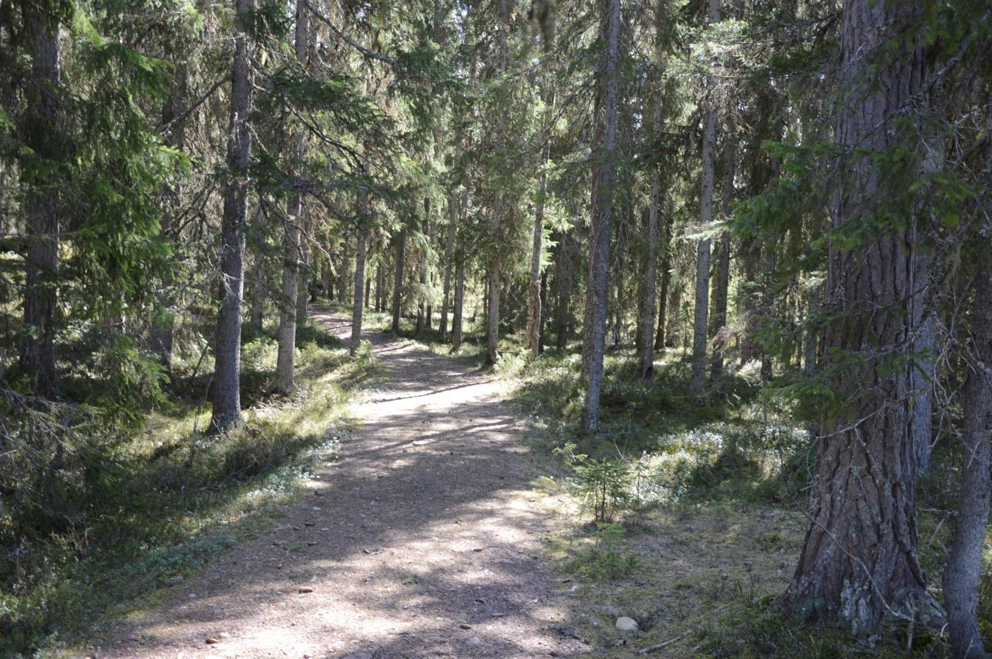 12 - Fulufjellets Nasjonalparker - Natur-, Dyre- Og Fugleopplevelser Ljørdal Exteriör bild