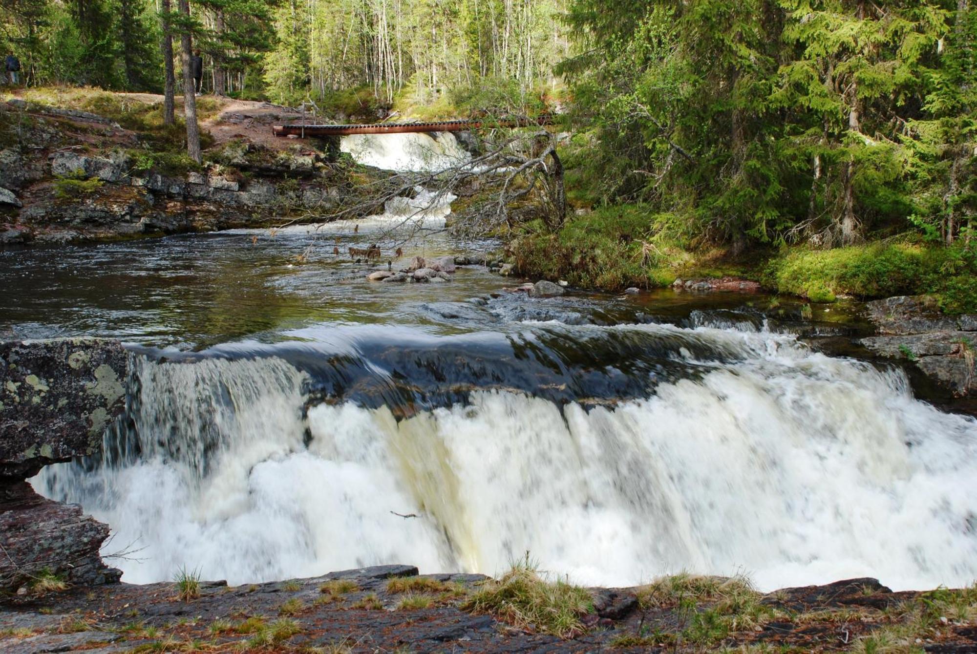 12 - Fulufjellets Nasjonalparker - Natur-, Dyre- Og Fugleopplevelser Ljørdal Exteriör bild