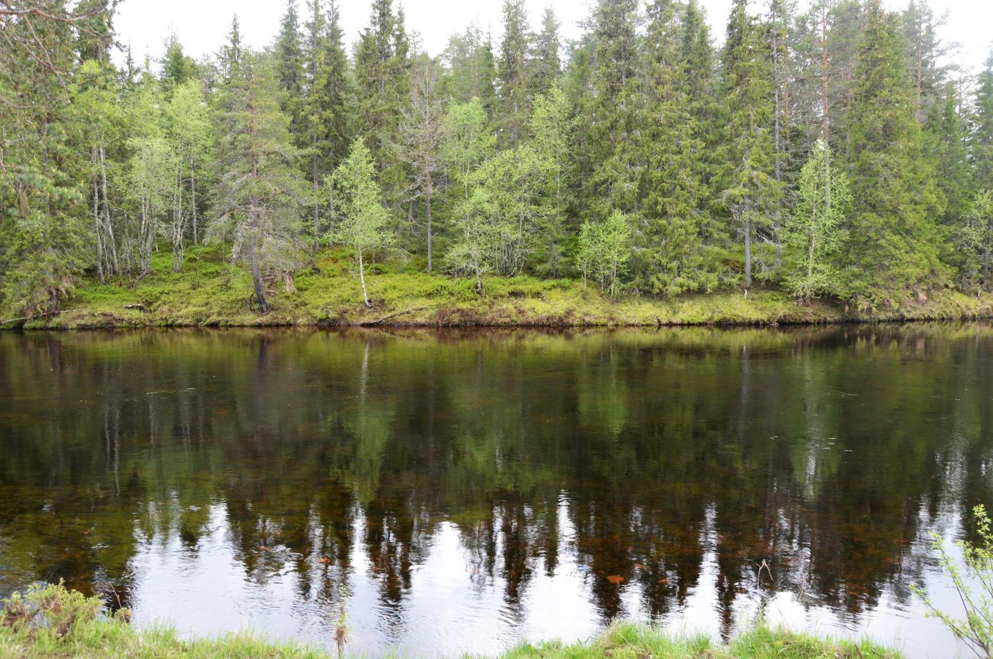 12 - Fulufjellets Nasjonalparker - Natur-, Dyre- Og Fugleopplevelser Ljørdal Exteriör bild